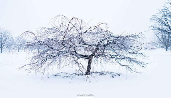 2018-01-09 Arboretum Fog 025s.jpg